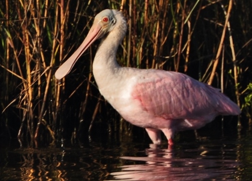 Roseate spoonbill